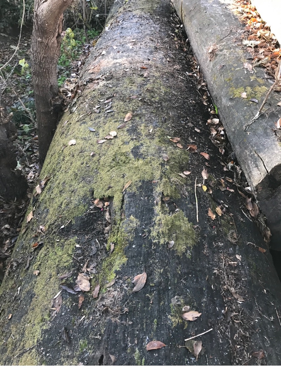 苔のついた原木